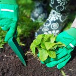 ਬਸੰਤ ਰੁੱਤ ਵਿੱਚ ਬੇਰੀਆਂ ਦੀਆਂ ਬਾਲਟੀਆਂ ਇਕੱਠੀਆਂ ਕਰਨ ਲਈ ਪਤਝੜ