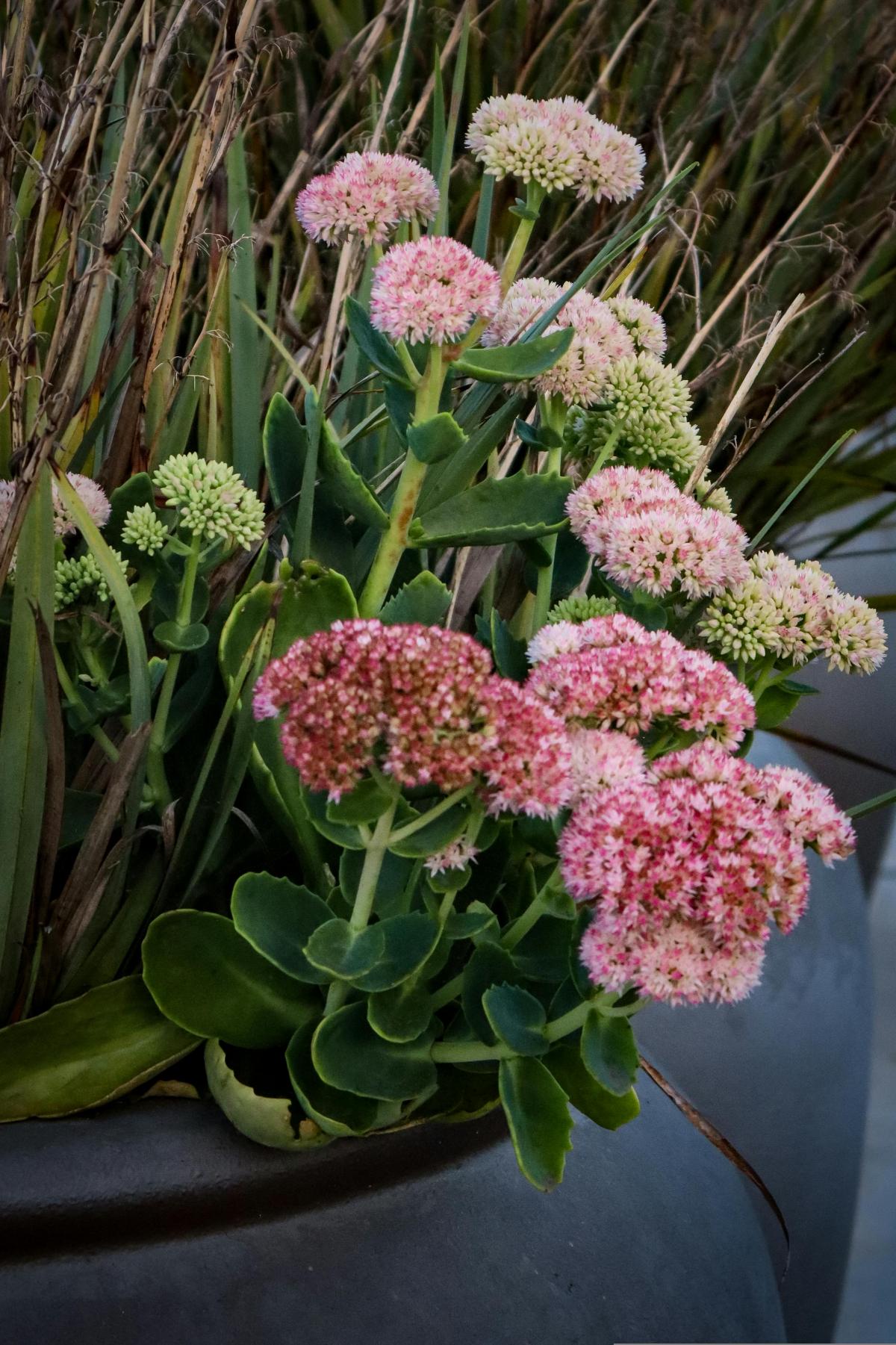 ਕਬਰਸਤਾਨ ਵਿੱਚ ਕਿਹੜੇ ਫੁੱਲ ਲਗਾਉਣੇ ਹਨ ਤਾਂ ਜੋ ਉਹ ਸਾਰੀ ਗਰਮੀ ਵਿੱਚ ਖਿੜ ਸਕਣ / ਫੋਟੋ pexels.com