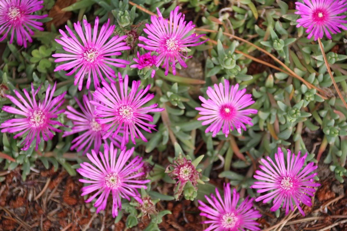 ਕਬਰ 'ਤੇ ਕਿਹੜੇ ਫੁੱਲ ਲਗਾਉਣੇ ਹਨ / ਫੋਟੋ pexels.com