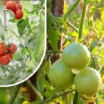 ਦੋ ਸੌ ਗ੍ਰਾਮ ਅਤੇ ਉਹ ਪੱਕੇ ਹੋਏ ਹਨ: ਮਾਲੀ ਨੇ