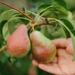 ਇੱਕ ਵੱਡੀ ਵਾਢੀ ਪ੍ਰਾਪਤ ਕਰਨ ਲਈ ਇੱਕ ਨਾਸ਼ਪਾਤੀ ਨੂੰ ਸਹੀ