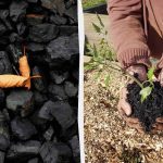 ਬਾਗ ਵਿੱਚ ਚਾਰਕੋਲ ਦੀ ਵਰਤੋਂ ਕਰਨ ਦੇ 4 ਹੈਰਾਨੀਜਨਕ ਤਰੀਕੇ ਬਾਗ ਵਿੱਚ ਚਾਰਕੋਲ ਦੀ ਵਰਤੋਂ ਕਰਨ ਦੇ 4 ਹੈਰਾਨੀਜਨਕ ਤਰੀਕੇ